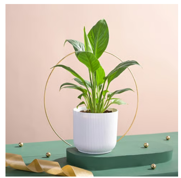 Peace Lily Plant with Ibiza Pot