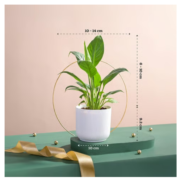 Peace Lily Plant with Ibiza Pot