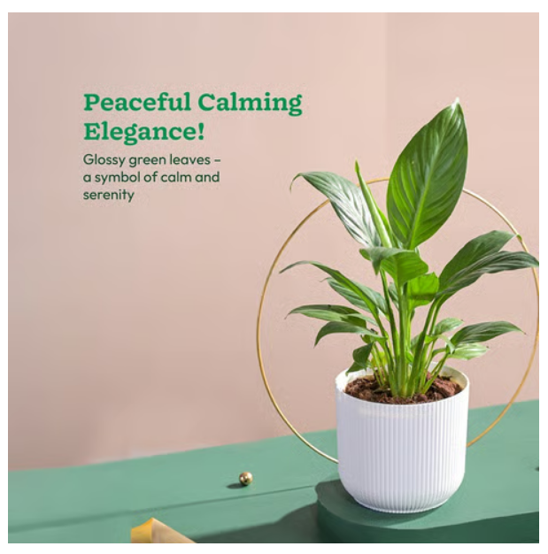 Peace Lily Plant with Ibiza Pot