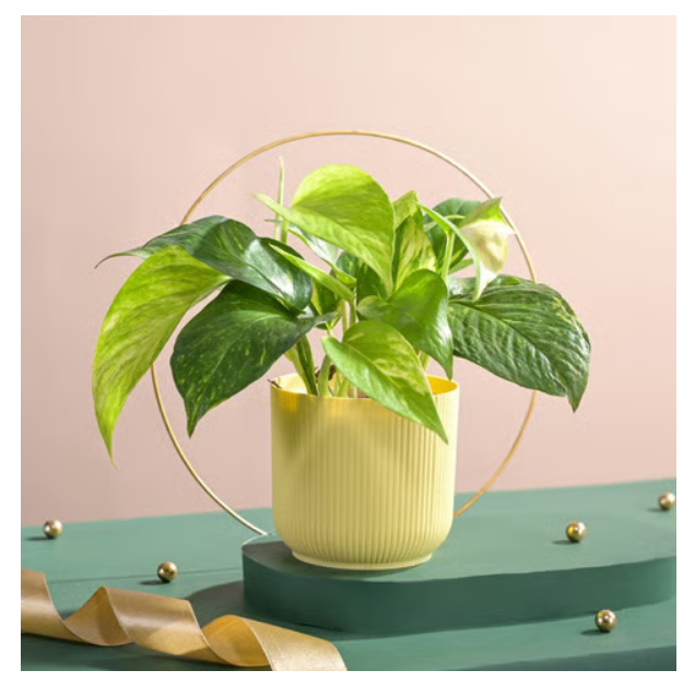 Variegated Money Plant with Ibiza Pot