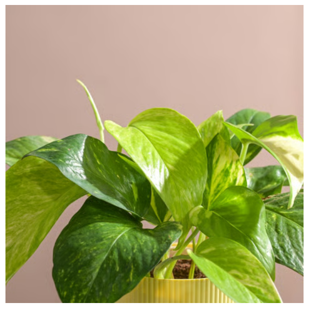Variegated Money Plant with Ibiza Pot