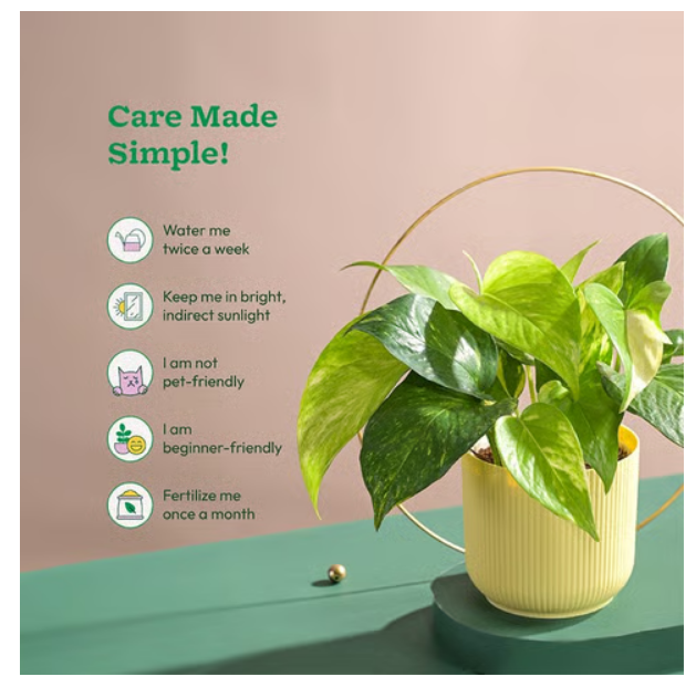 Variegated Money Plant with Ibiza Pot