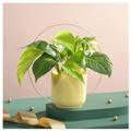  Variegated money plant with Ibiza pot for home and office gifting